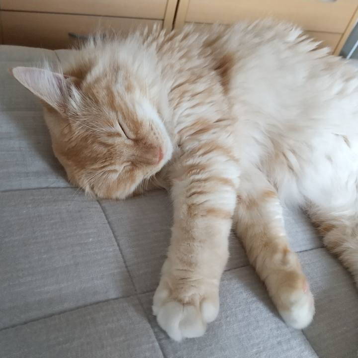 90d40dd4 e0c9 41fe 8c88 747bed5537a1 1627093387880