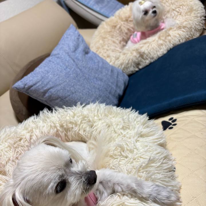 90d568c0 2372 4443 be7c a71631719970 1759832220790