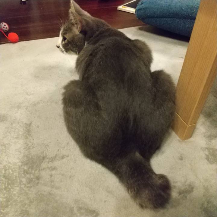 90d93a42 d7d0 4105 82bf 32dc86dd3091 1596637312824