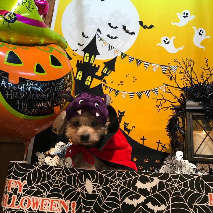 90d9c514 4979 4510 9f9c 4492ad006a1e 1540943029637