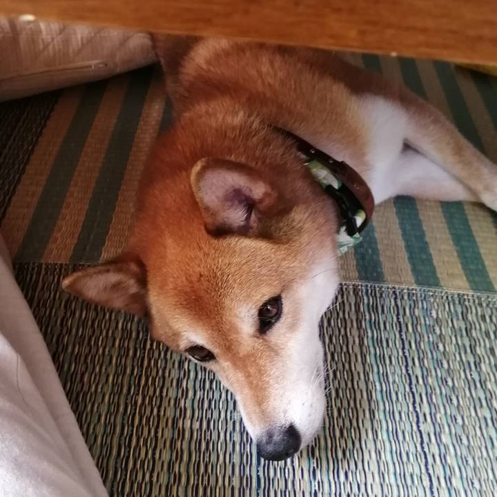 90da8033 10de 4e70 b0e5 bb2cdc8de969 1596254411165