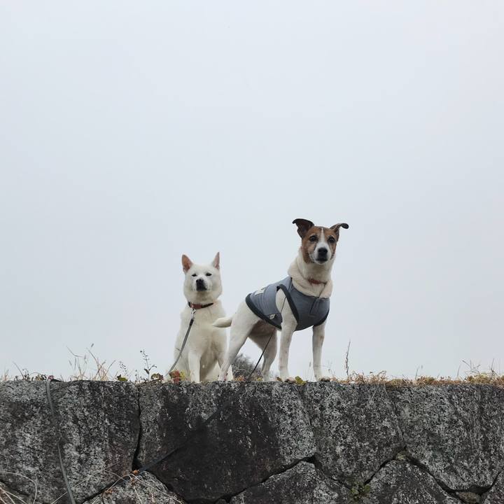 90dabe19 87a8 4276 8a99 0233e1cc2371 1515109243501