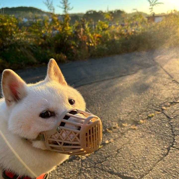 90db547d ed31 4889 8854 c0e0d7ad353b 1759785958393