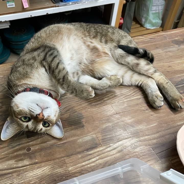 90dd1ede a681 46bc 9314 56ba4a64ceaf 1733143780792