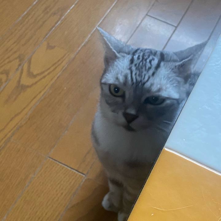 90dea030 04f8 41ea b82c 259ef0504981 1749713134416