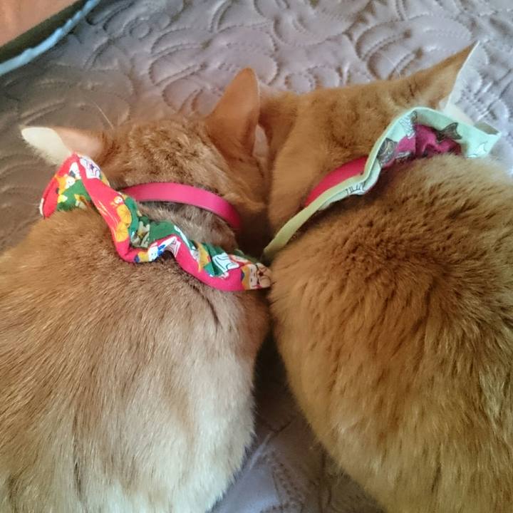 90e8cd8b f0f6 44fb a90b 4cc505b53ac9 1514354198159