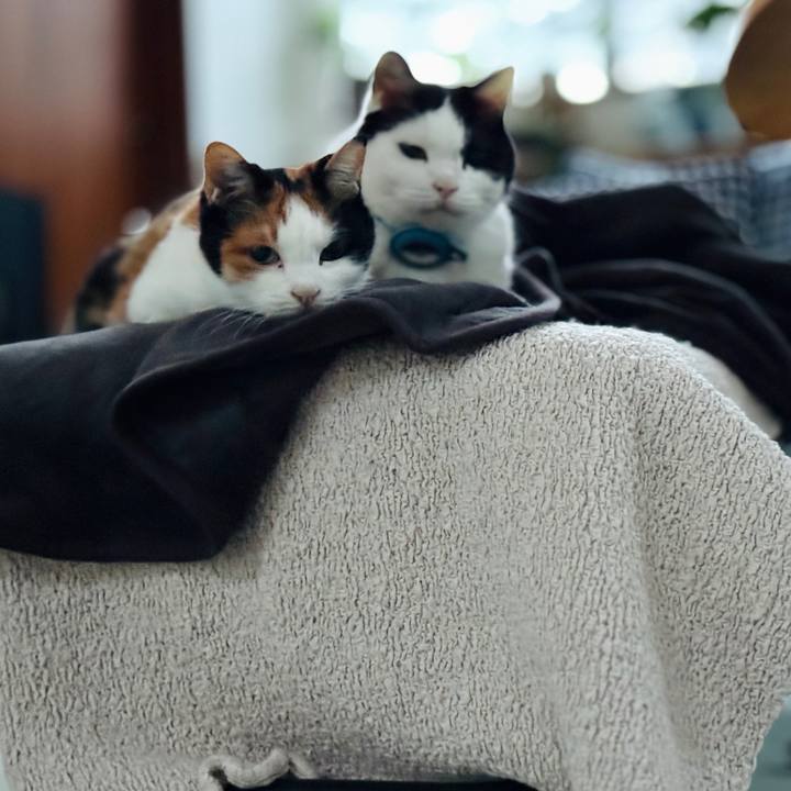 90e8e1f1 f49d 4504 8c86 5424f484b994 1766373336111