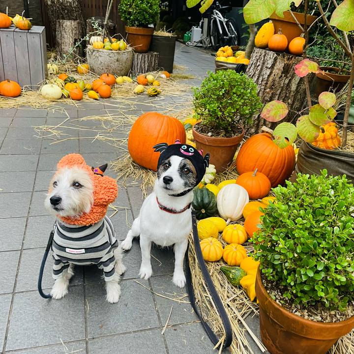 90e9bb1e d08f 4b90 83b3 b6725d19c663 1665585667333