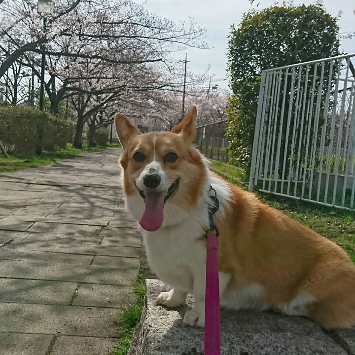 90ea9677 d650 4310 af6a c6c5acf05ced 1522026252880