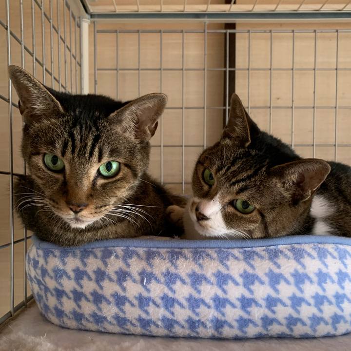 90ead751 3a61 4e3d bc02 127b39e362e2 1603761735247