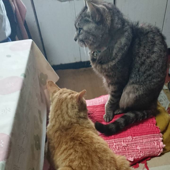 90eb4262 fa09 40c9 b2bd eca875490ab8 1554593980783