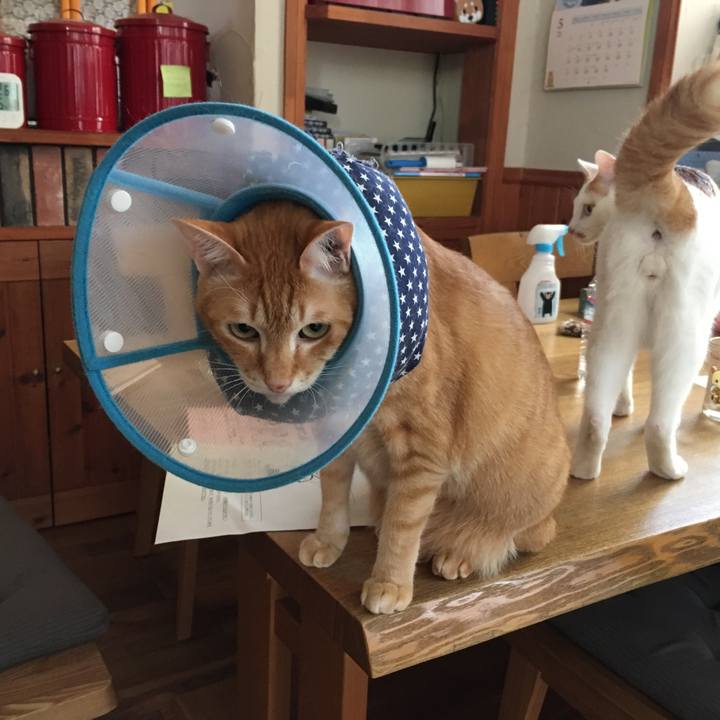 90ecdaa7 e9dd 4a16 a471 1b308ff41137 1526772165658