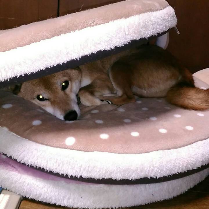 90f0b20c f595 4741 9d9a 09eedef5dbc1 1545048781845