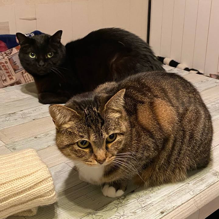 90f7f0e7 0020 4a66 8c19 3254edff352e 1576312386759