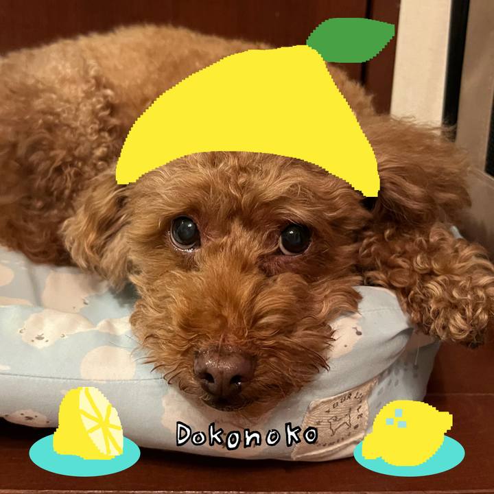 90f81dc8 a368 4209 a2cc a8fa47ca161a 1741104628641