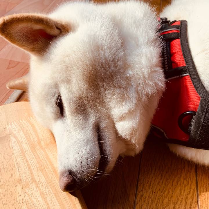 90f90172 1d32 428e aaf4 c8a61fdb7089 1610951549082