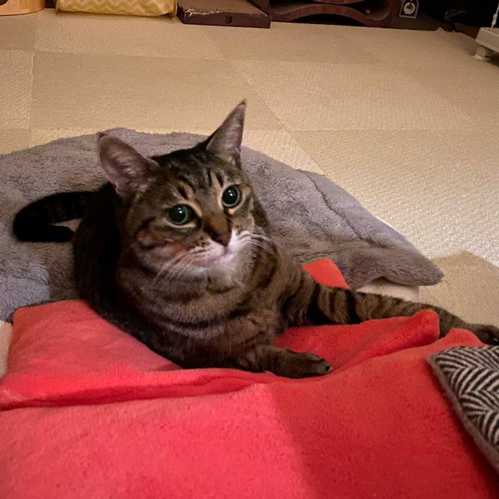 90fa8e49 0f30 432f bc1a 469971892d2c 1765985576096