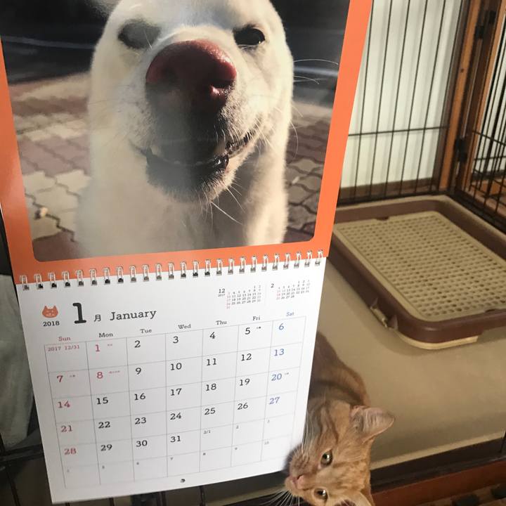 90fdc1ed 5305 464b 9d59 bb82ac9afb73 1514092175049