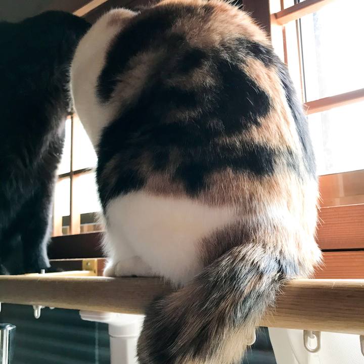 90ff274b 471e 42cf bf5d 2867de111e2f 1518360057397