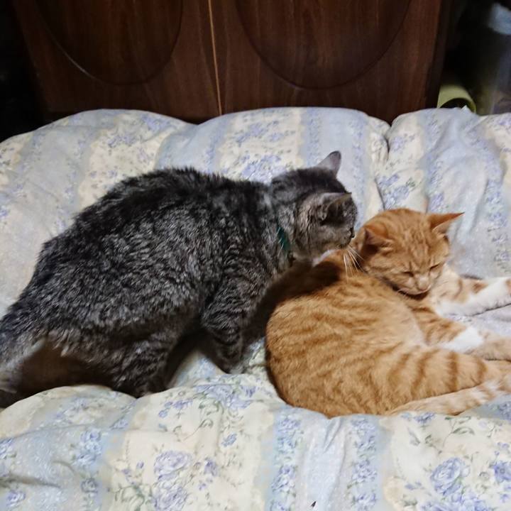 91034a0e caf9 4a6c a92a b196e0898812 1575376517435