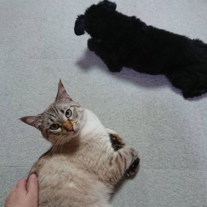 91044cf2 ad0c 4072 a0cd b0657b6d9f57 1593170929710