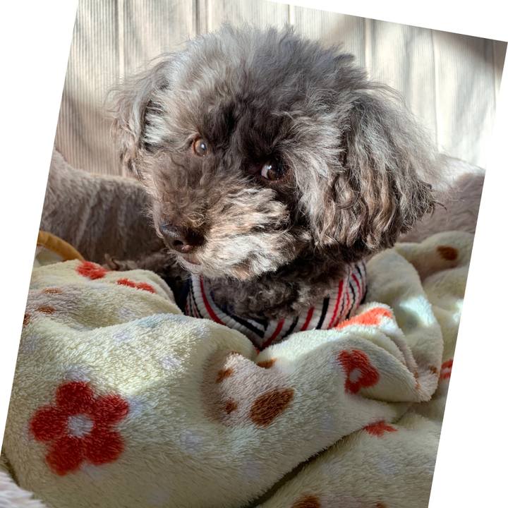 91081315 fa1e 4528 8e9d eb7b043ca4d0 1588111338768