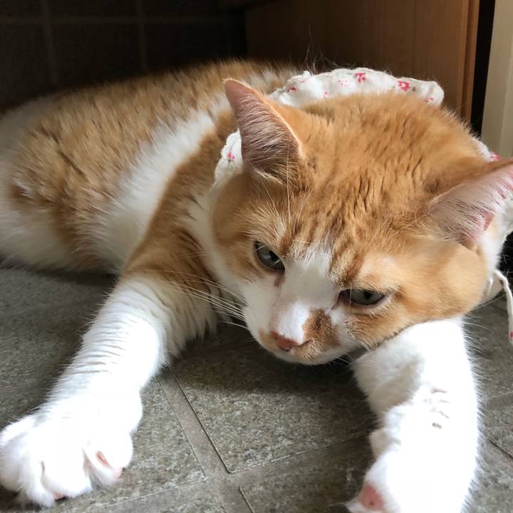 910a2955 fcbe 4a04 8de7 43fedf4885e3 1532678166351