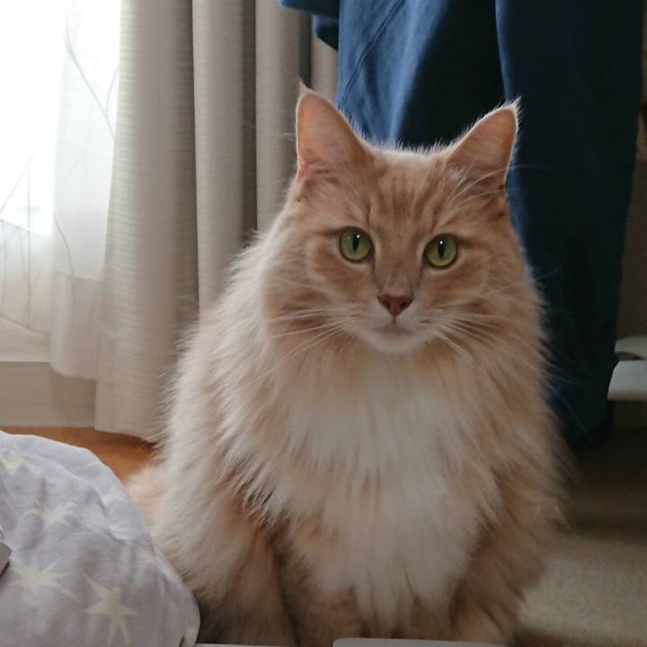 910c17d1 4384 417d b820 83cd86fa9de7 1573438863115