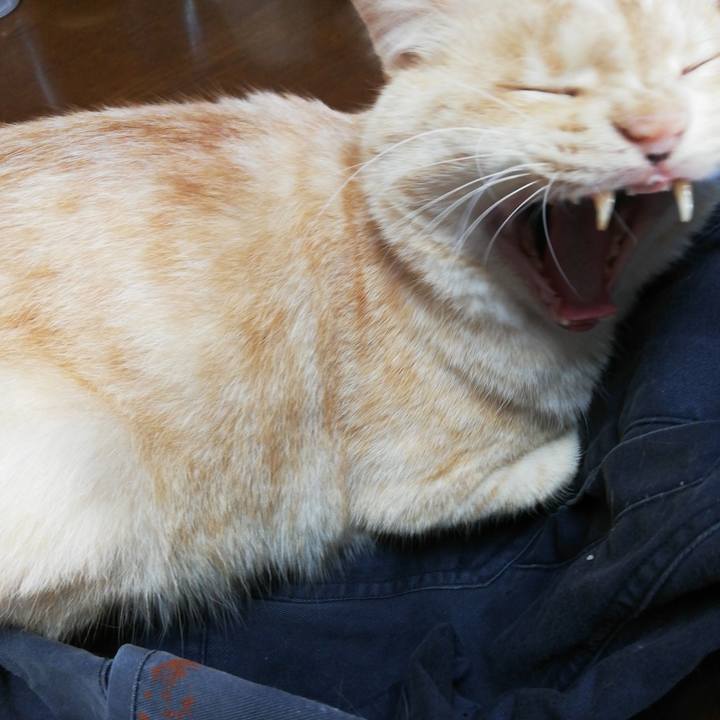 910c8d71 2bf9 44a7 9d11 f70788ae8e8c 1618783298772