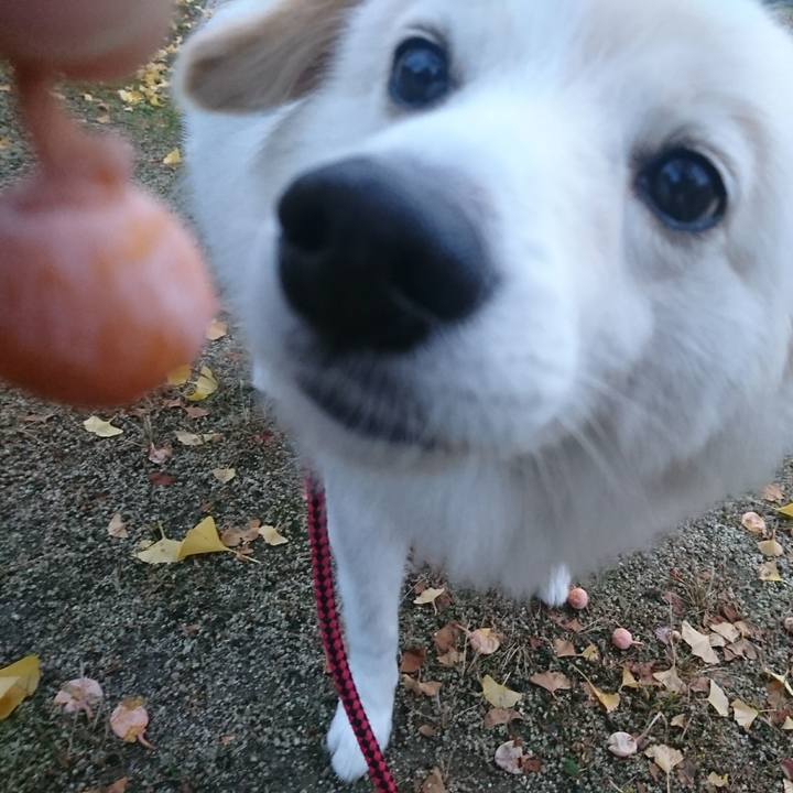 910ed4a5 b7db 4c13 a146 8dd3ceab095e 1509571097088