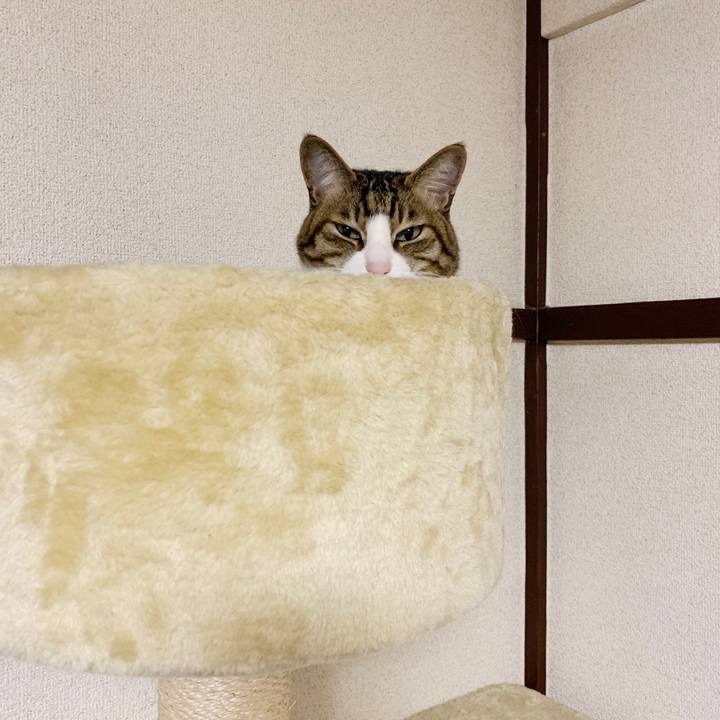 910f1728 646f 49e0 ab38 93affd5f3ffd 1545612143681