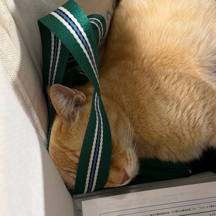 91121099 637d 49d7 aec8 55a4e28c2cbf 1774610530680