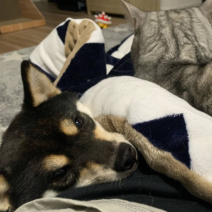 9114d48e 3c50 4ea2 aaf2 4c228ae63f77 1640760677608