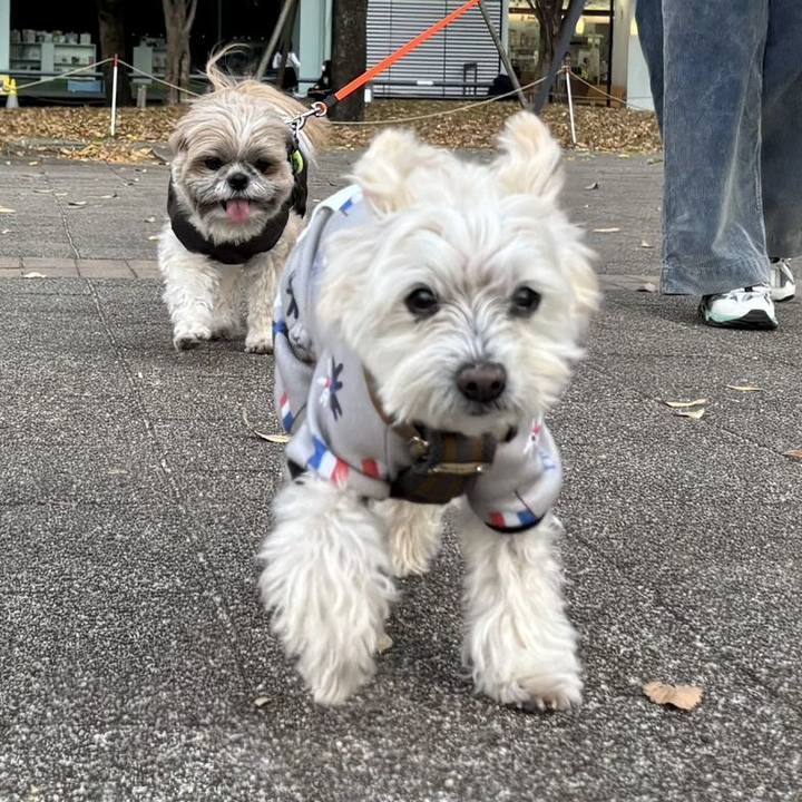 9114e026 4c60 4b0a b0ff a9c7f2a54f92 1765254284530