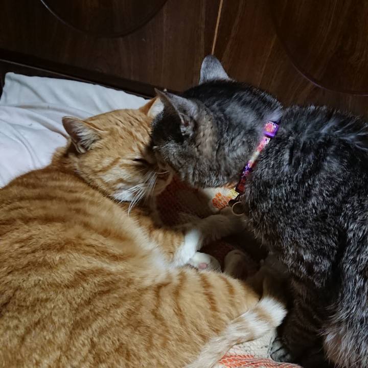 9115660c dcdc 4c60 aa9b a4cd102f6a00 1581248762579