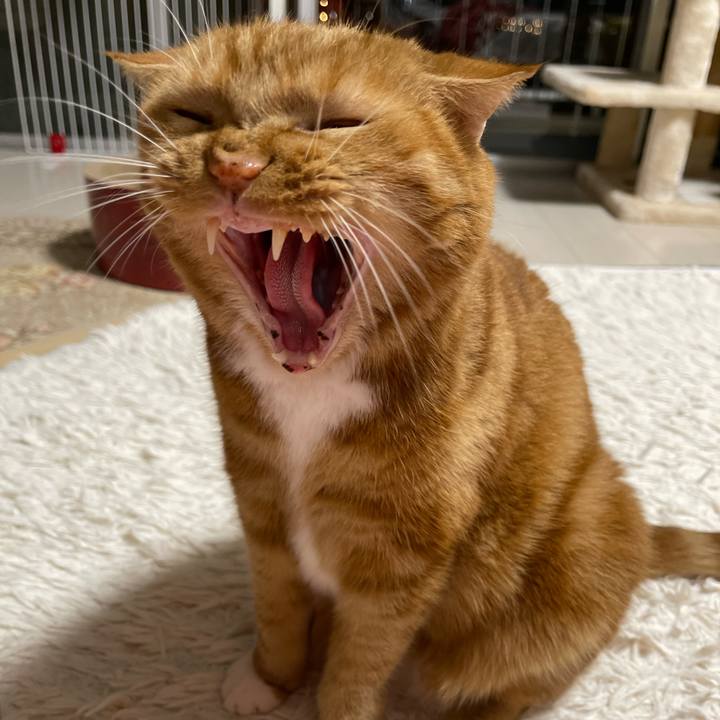 91177037 084e 4524 a5b1 b232b8be493d 1667046606420