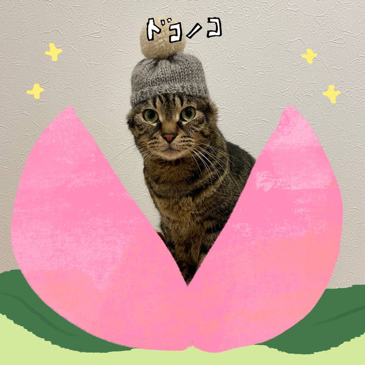 911a11e8 0a8d 40c0 a7ed 25709a0a85ea 1771999598544