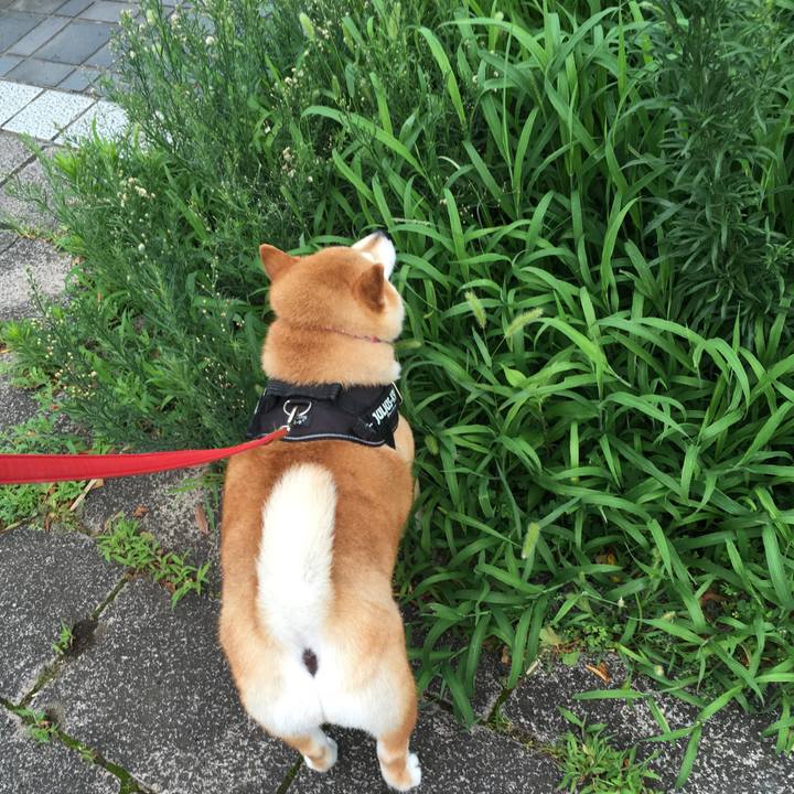 911a1625 2bd6 4e47 ac00 a22bcc5aeafa 1594443414247