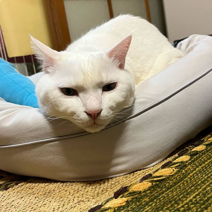 911a2ae1 a897 4610 8686 51757c0ed5a8 1672410364159