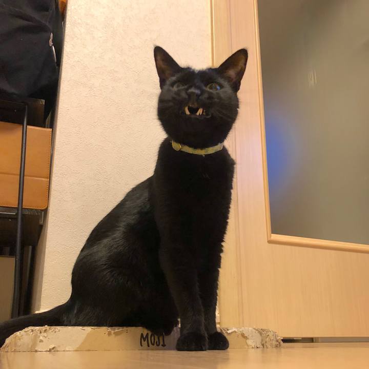 911b4c45 0dbf 4f2e 9f6e 96a5900fcdec 1552747156184