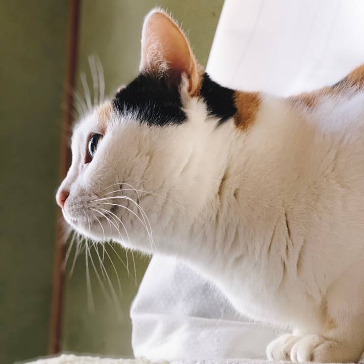 911c290c 71b2 43f0 ab47 6f341f1a4380 1555553692731