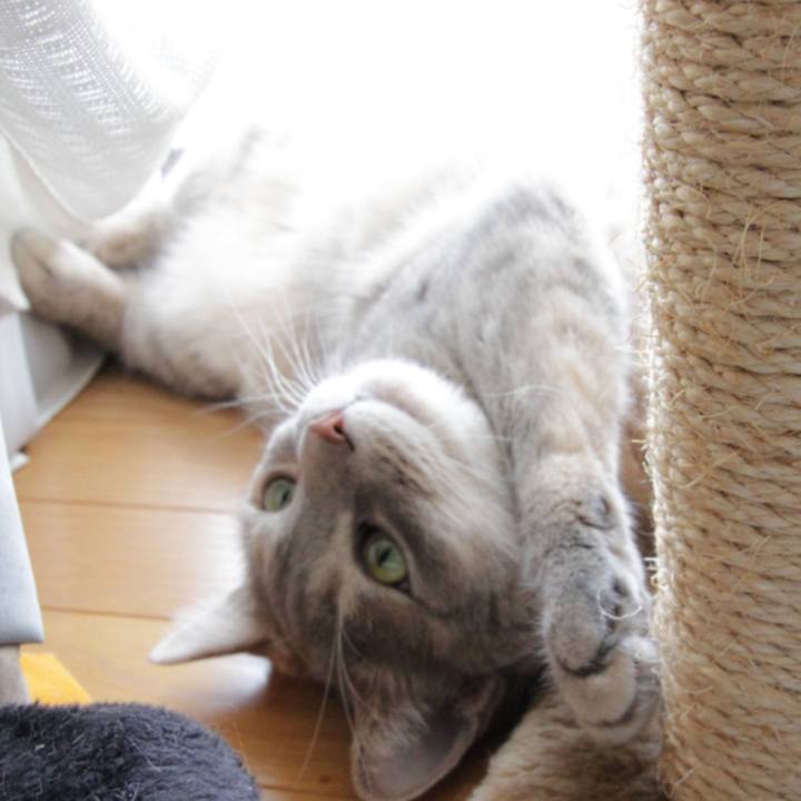 911e4645 dc0b 4226 b68e 557fd78ba528 1597198971255