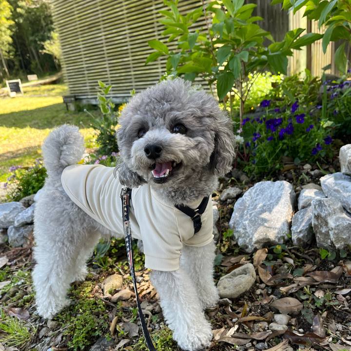 911e8bb9 6004 41eb 84ef c5447480bfea 1775882938336