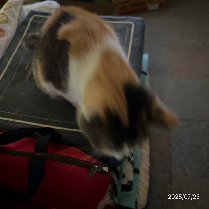 912104cc fb08 4e58 b0e9 2e7d69035244 1753221273460