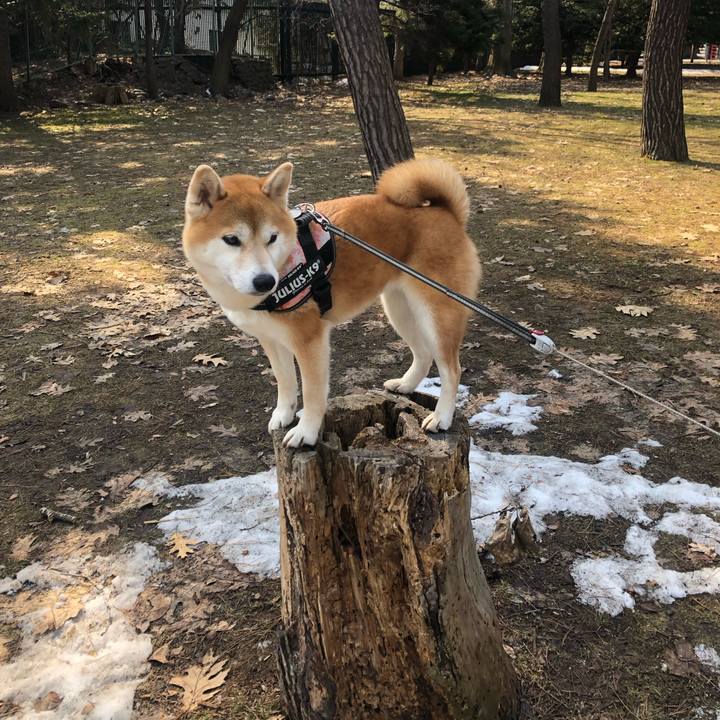 9124a284 21a8 41ff b342 32110c3c4bda 1554349388118