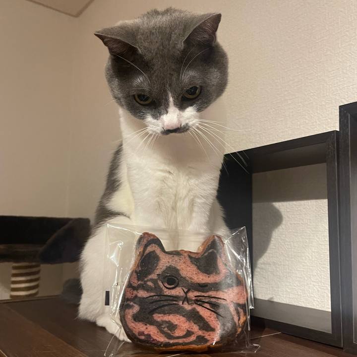 9127a98b 8432 42e1 a82c 16b7ead94736 1666444020898