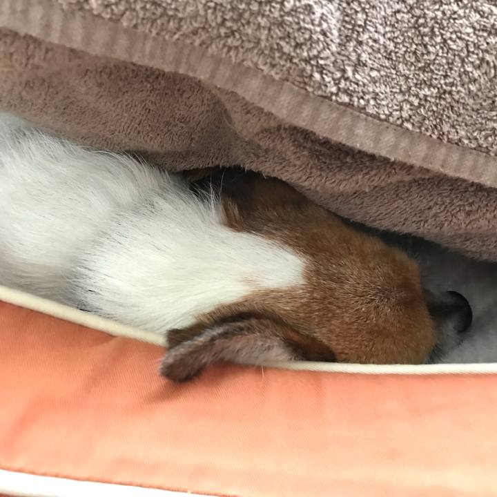 912d0cfe 2f12 4fa0 927d 361539e00548 1553924690159