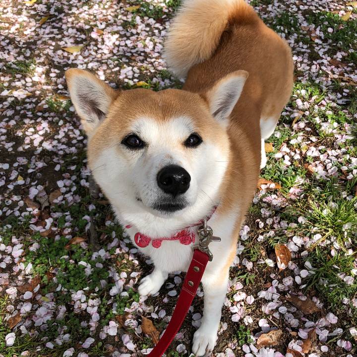 91327e2a 1296 4daa a780 a278c41c632e 1586912683063