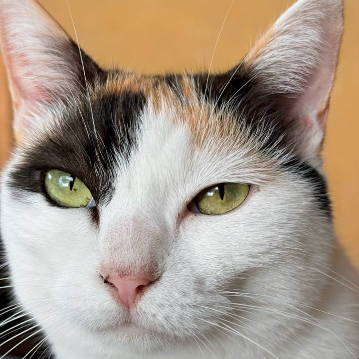 91350c42 d30f 410b a8c8 d6463cf0e01e 1729558405493