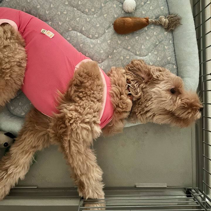 913a6fc3 eeed 4534 89f3 88651be54838 1689049897866